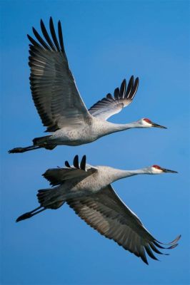 Cranes at Sandbar - Uma Sinfonia de Azul e Branco com um Toque de Elegância Minimalista!